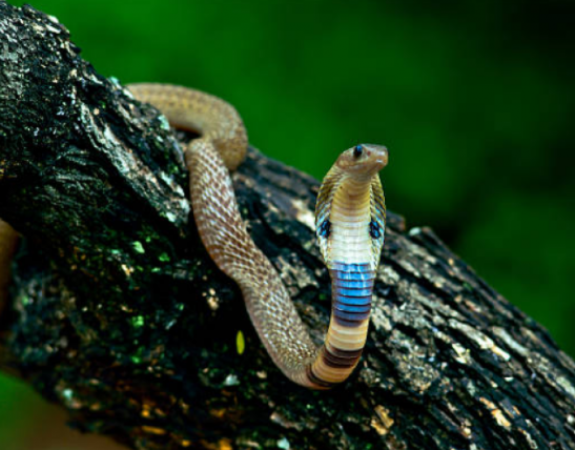 Odisha Police arrest criminals selling snake venom for crores