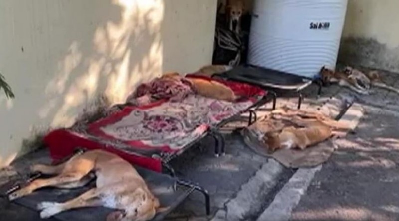 Poison fed to 30 dogs, 24 died