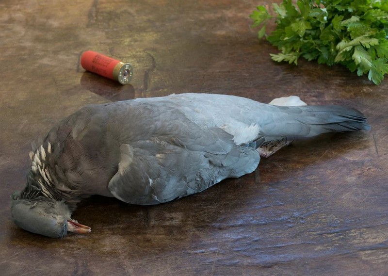 Pigeon meat is being sold in Hotels in Mumbai, must read this news