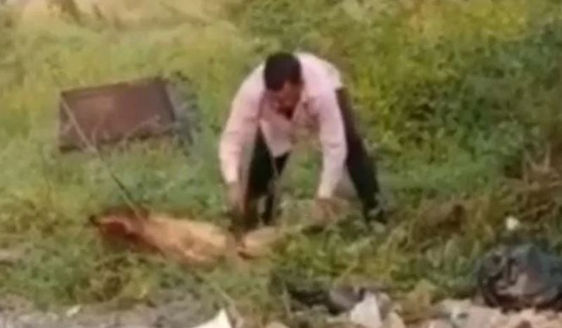VIDEO: कुत्ते से ऐसा नाराज हुआ डॉक्टर कि कर दी हैवानियत की सभी हदें पार