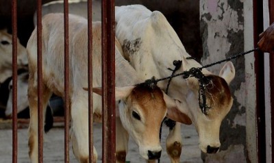 MP: Now public will have to pay cow-tax