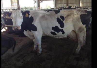 युवक के हवस का शिकार बनी गर्भवती गाय, बहा इतना खून कि हो गई मौत