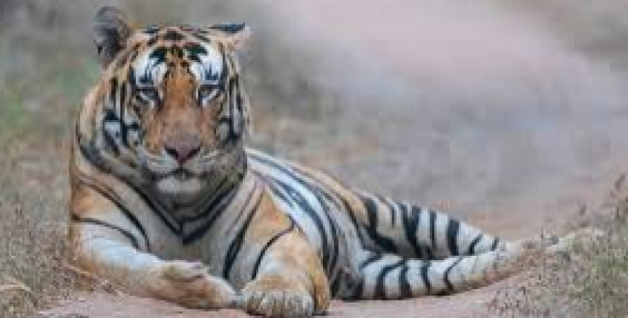 जारी है बाघ का आतंक, ग्रामीण कर रहे संघर्ष