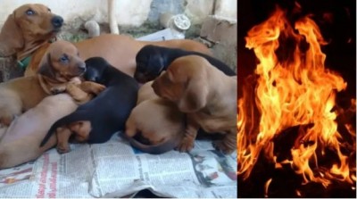 केरल में महिला की हैवानियत, कुत्ते के 7 बच्चों और उनकी माँ को जिन्दा जलाया