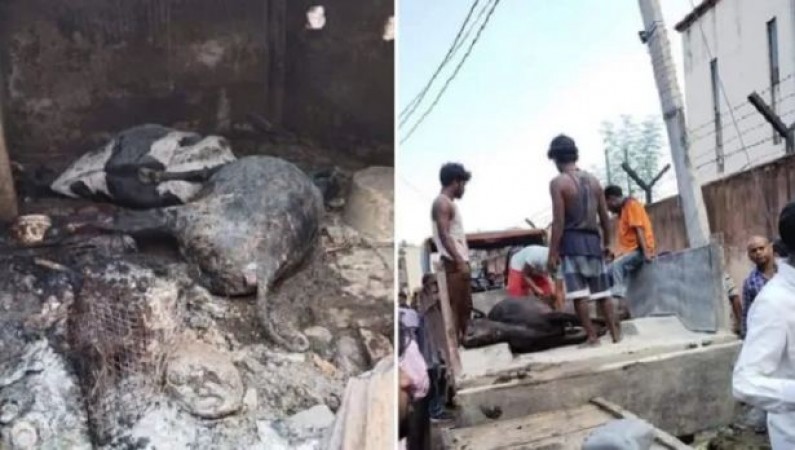 Miscreants set fire to gaushala... 3 pregnant cows died in agony