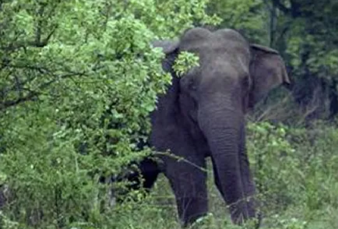 हाथियों का आतंक जारी, ग्रामीण महिला की मौके पर हुई मौत