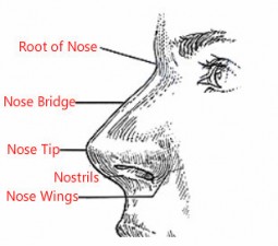 Shape of your nose reveals your  personality