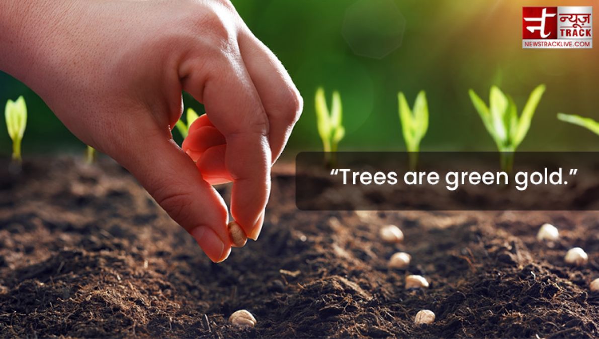 Quote on Tree : Plant a tree today, It will help us breathe tomorrow.