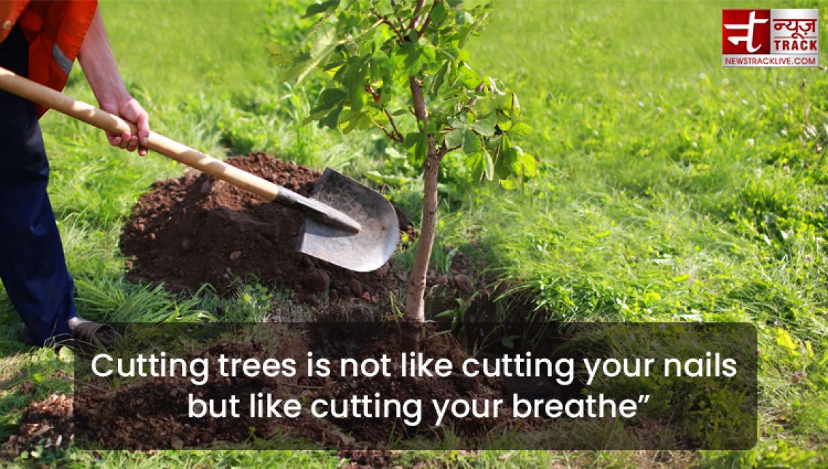 Quote on Tree : Plant a tree today, It will help us breathe tomorrow.