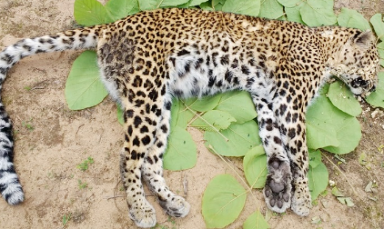 वन विहार नेशनल पार्क में हुई तेंदुए की मौत, आप भी जानिये यह कारण