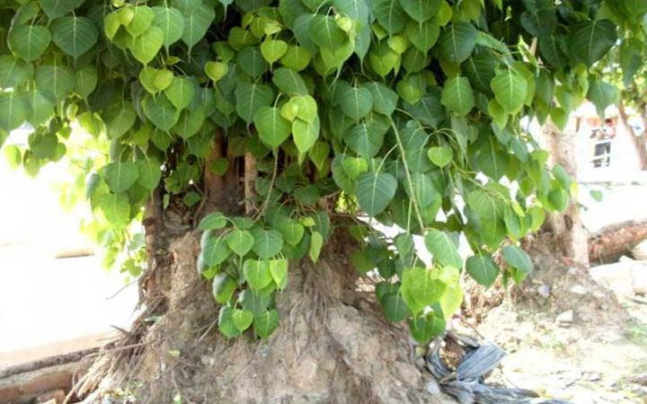 Worshipping​ Peepal tree removes Grahdosh