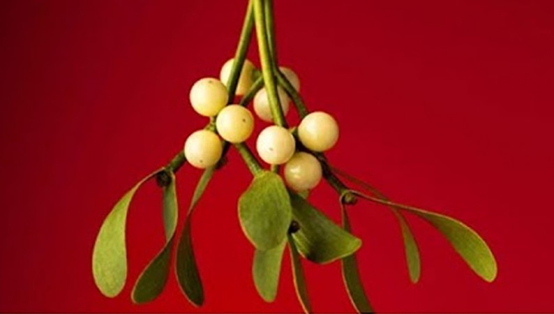 History of Mistletoe: Origins and Traditions Behind this Christmas Symbol