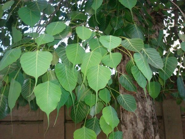 Worship Peepal tree like this, and increase wealth and prosperity in life