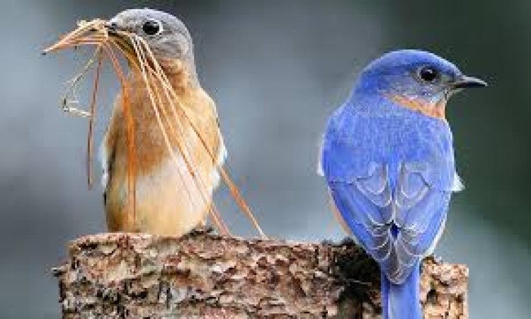 प्रेम और समर्पण का प्रतीक है ये चिड़िया, रामायण से है खास कनेक्शन