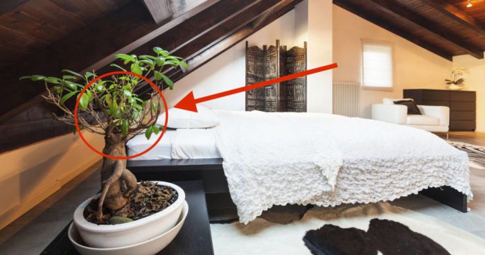 Never place plants in your bedroom!!