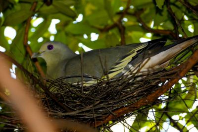 A pigeon's nest is not good for your House!!!