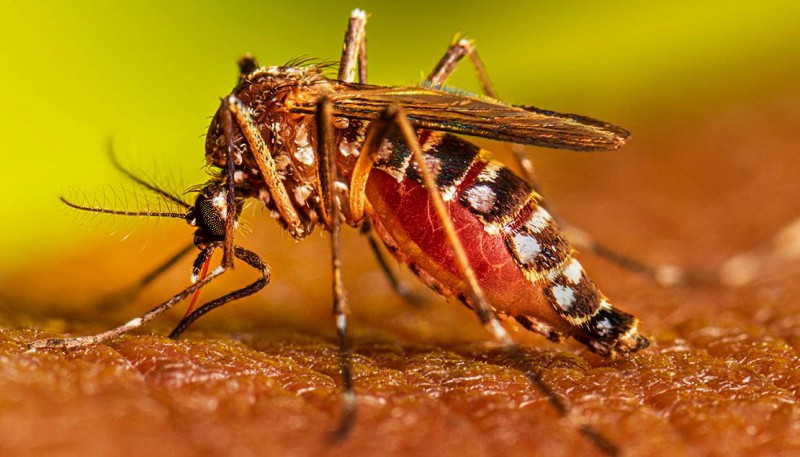 Dengue: Unveiling the Symptoms and Effective Remedies