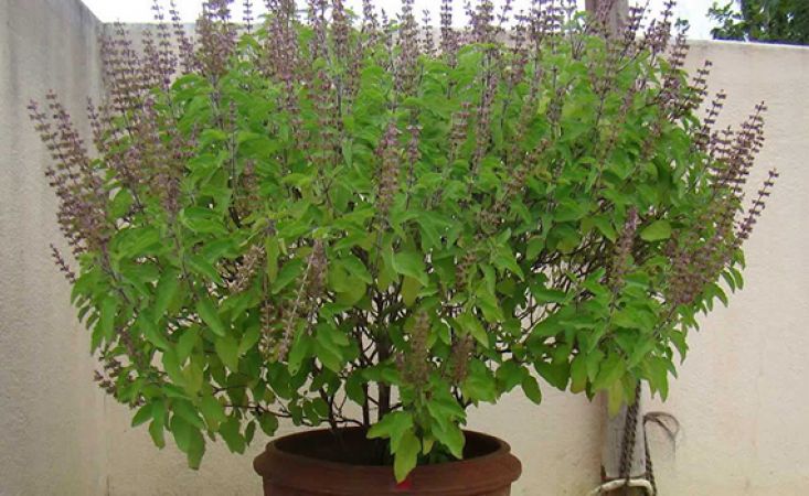 Plant Tulsi only in the right direction