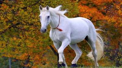 If you have seen a horse in your dream… then know whether it will be auspicious or inauspicious in your life