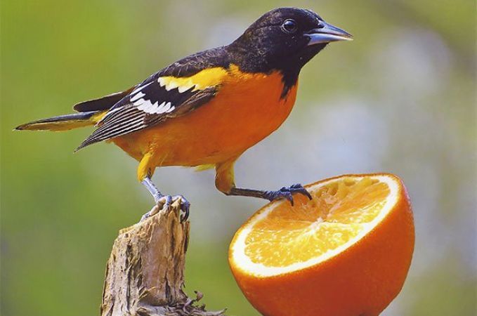 Feeding birds brings positive energy in the house