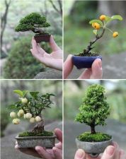 Bonsai Plant shouldn't be planted in the house