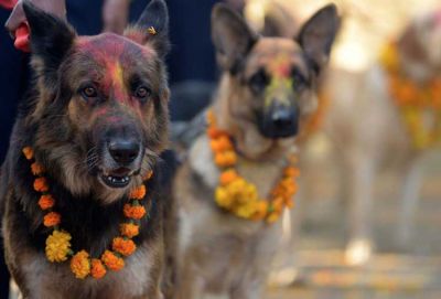 Everyone must know the secret of Dog described in Hinduism