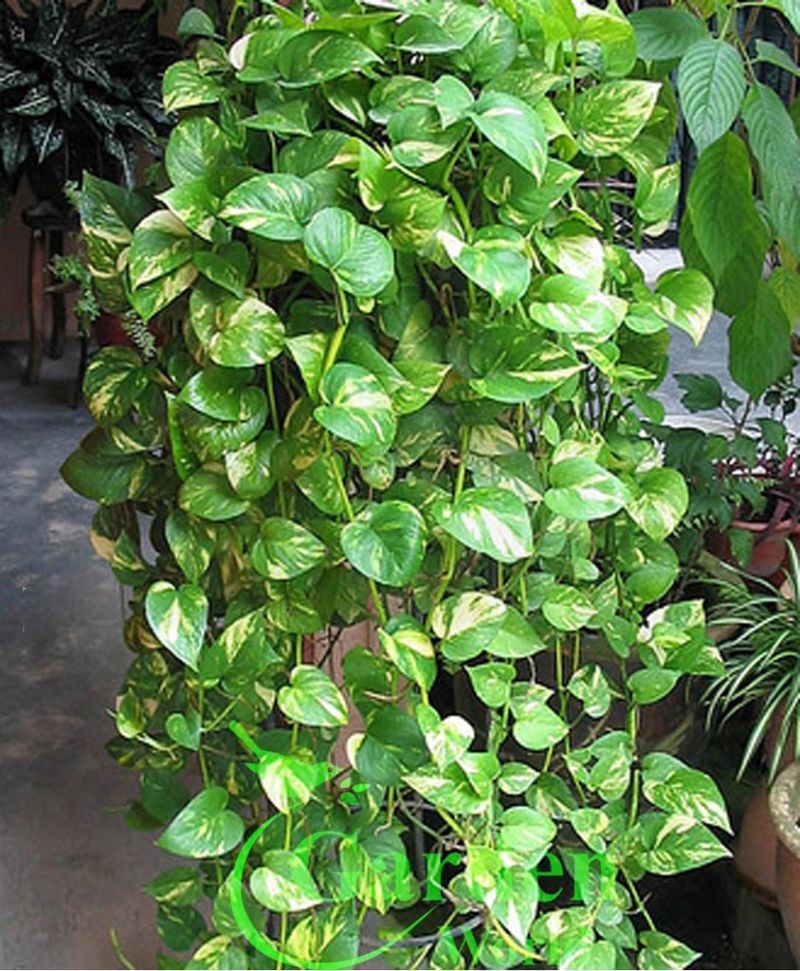 According To Vastu, The 'Right' Direction For Planting A Money Plant