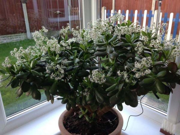 Plant Crassula Plant At Your Home