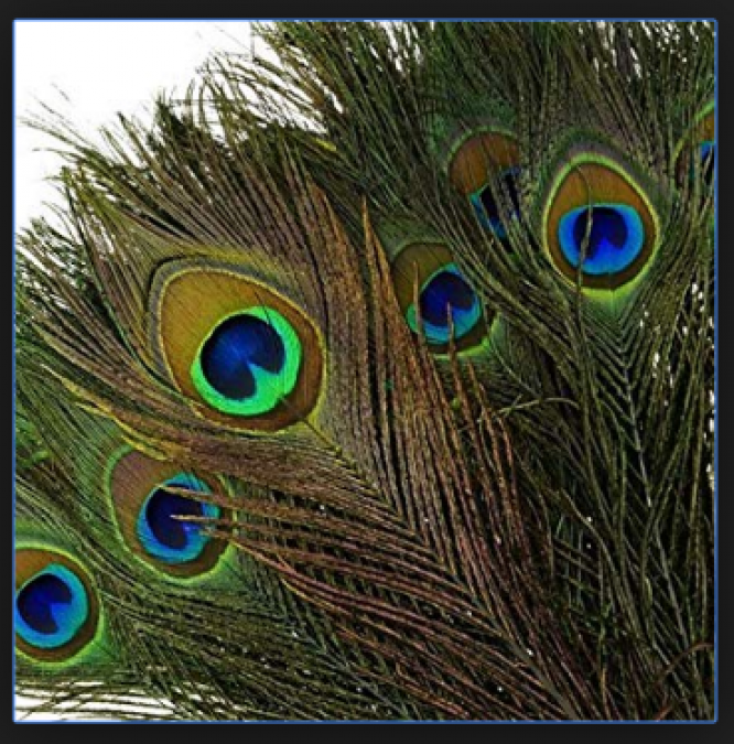 Peacock Feather use can improve your bad luck condition; know how to use it, here