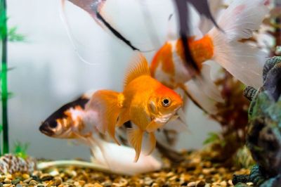 Gold Fish is the symbol of Peace