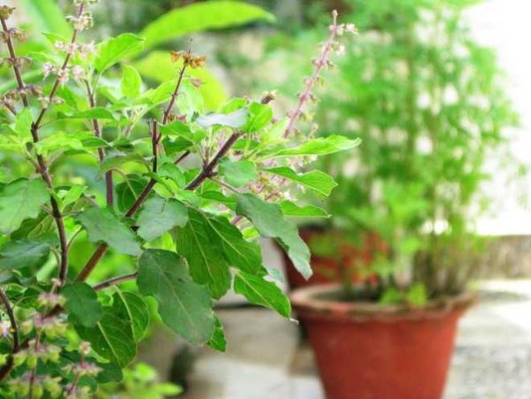 Is there a holy basil plant in the courtyard of the house? Do not keep 5 things close even by mistake