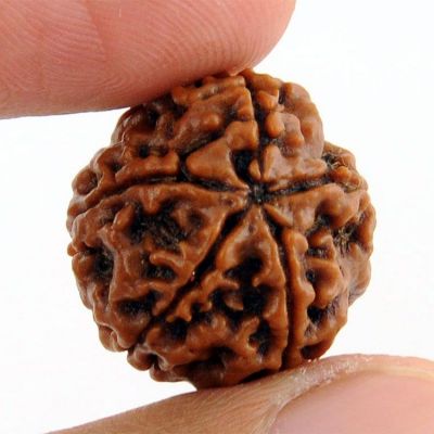 Know how to wear 5 Mukhi Rudraksha and its benefits