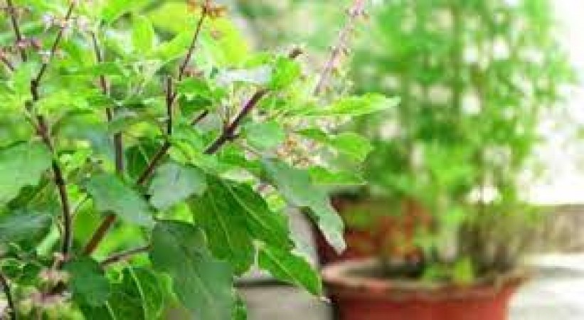 If there is a Tulsi plant in the house, then know these things, otherwise Lakshmi gets angry, do not do this work even by mistake after the sun sets