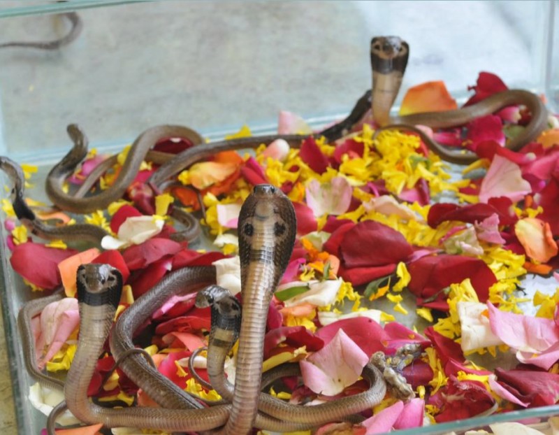 A snake fair is held in Burhanpur, MP, after the fulfillment of the wish, people offer a pair of snakes