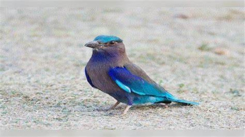 Bad days will end if you see this bird on the day of Dussehra, this is the belief