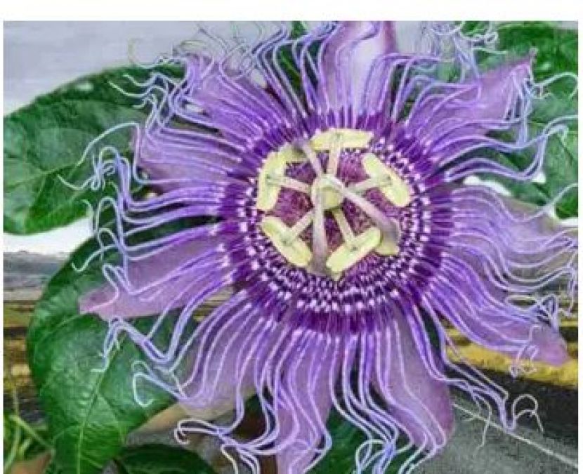 राखी जैसा दिखता है कृष्ण कमल फूल, है ब्रह्मा-विष्णु-महेश का प्रतीक