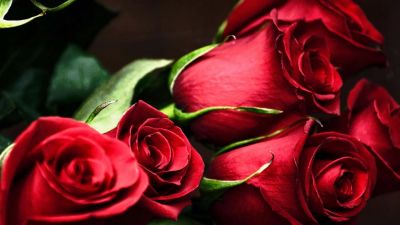 गुलाब का फूल दिला सकता है आने वाले संकटो से छुटकारा