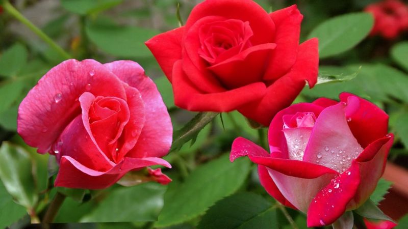 घर में सकारात्मक ऊर्जा का संचार करता है गुलाब का फूल