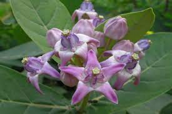 Aak plant is very auspicious, know its benefits