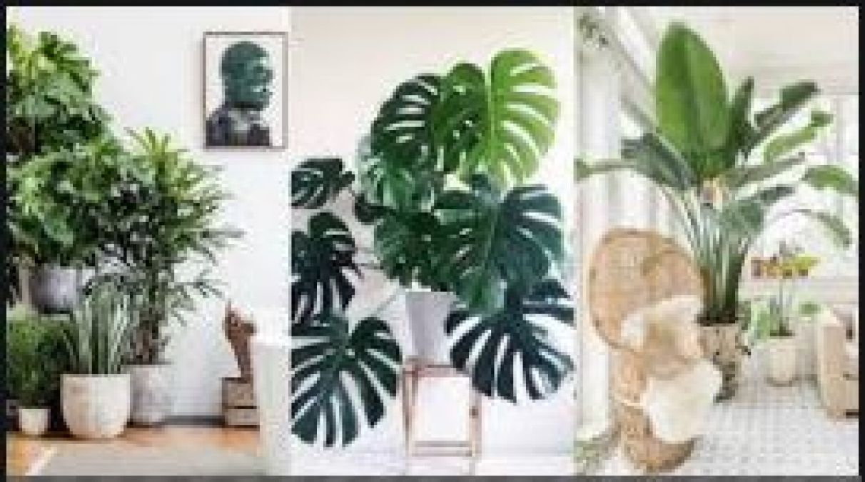 Vastu Rules Will Tell Which Plant Should Be Kept At Home News