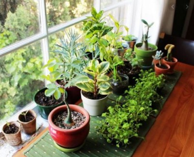 Keep these things in mind while planting, positive energy will remain in the house