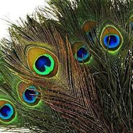 Know importance and impact of peacock feather