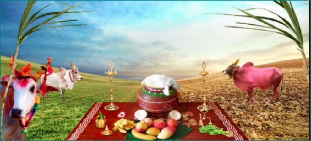 Pongal is on 14 January, Know its important facts