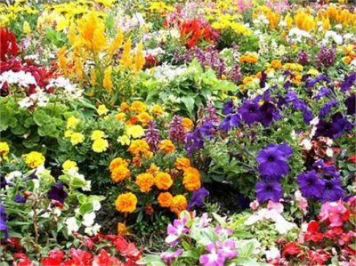 Vastu Gyan: Know which flower is good for which person