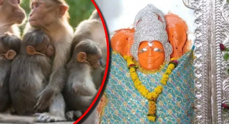 A unique Hanuman temple in Madhya Pradesh, where the monkey army comes to listen to Hanuman Chalisa