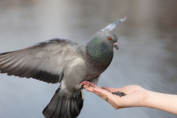 पक्षियों को अनाज खिलाने से दूर होते है ग्रहदोष