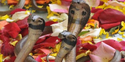Know two special coincidences being made on Nag Panchami