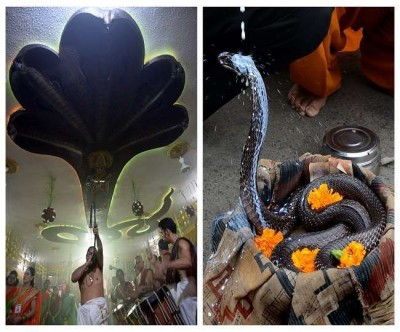 Nag Panchami 2020: 15 unbelievable things related to snakes