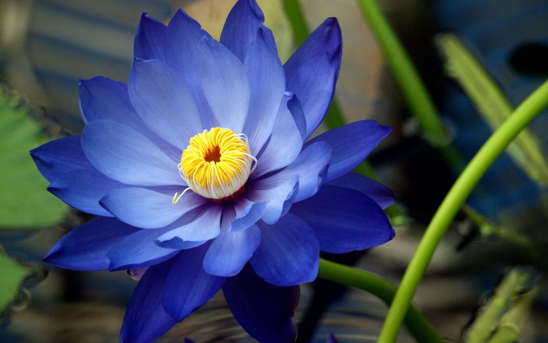धन की प्राप्ति के लिए माँ लक्ष्मी पर चढ़ाये नीला कमल का फूल