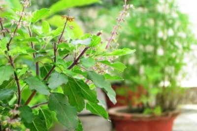 Dried Tulsi Plant Will Flourish Again: Just Try These Remedies